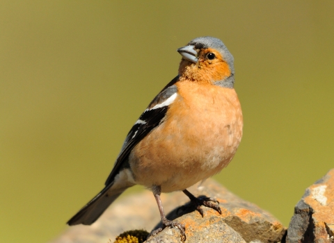 Chaffinch