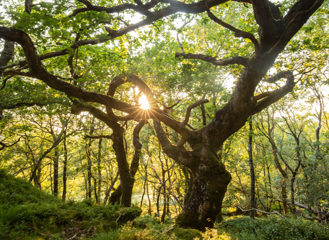 Woodland in Coed Crafnant Nature Reserve in North Wales, with low growing ancient oaks and the sun rising or setting behind them.