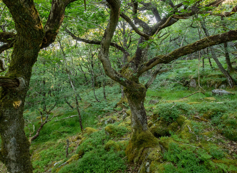 Woodland in Coed Crafnant Nature Reserve in North Wales, with low growing ancient oak trees.