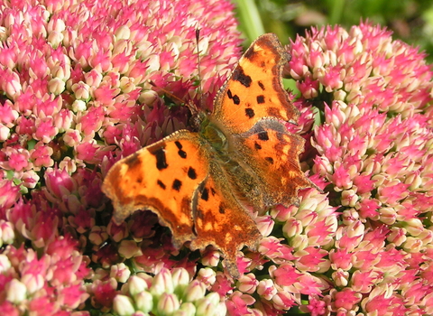 Butterfly on flowers