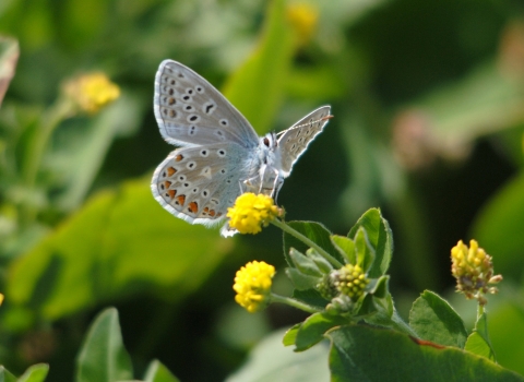 Common Blue Butterfly