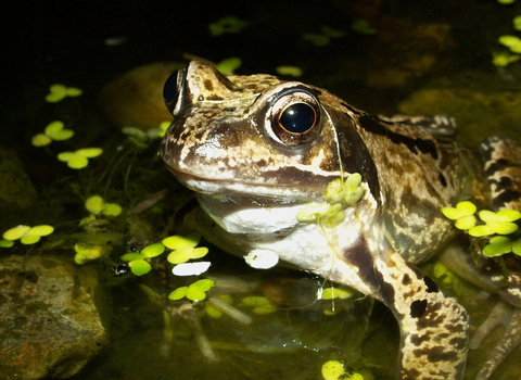 common frog