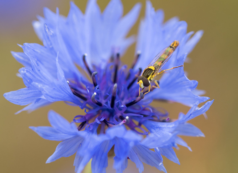 A long hoverfly drinking nectar from a blue cornflower.