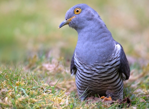 cuckoo listening