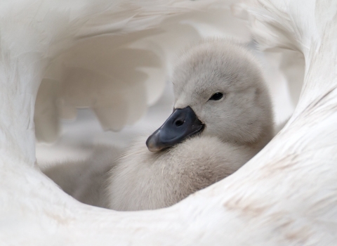 Cygnet