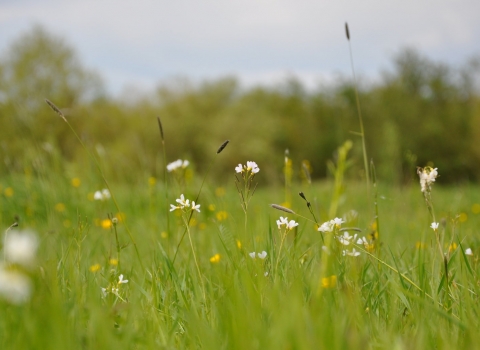 Flowers in grassland