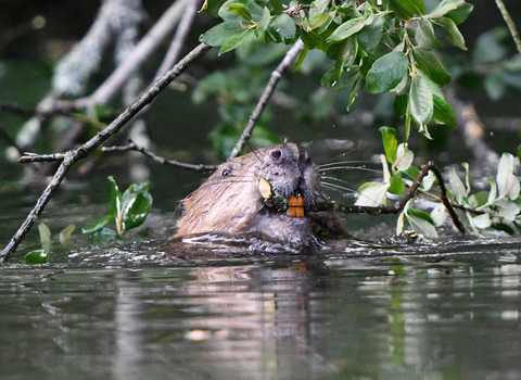 Beaver