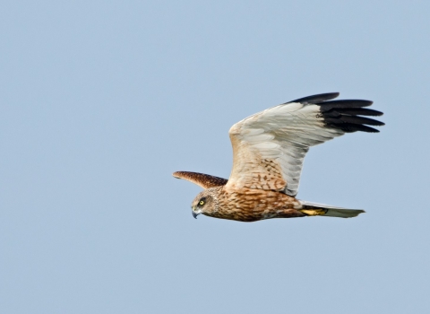 Marsh Harrier