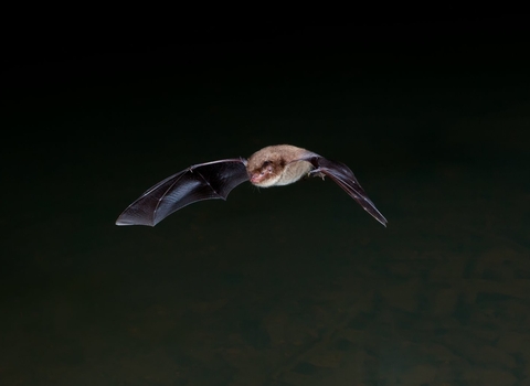 Flying Bat