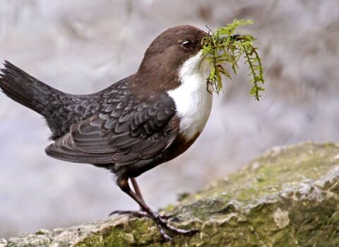 Dipper