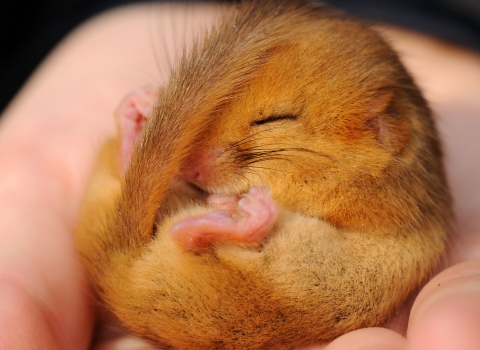 Dormouse