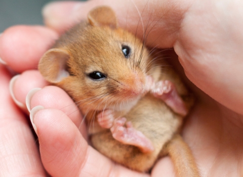 dormouse