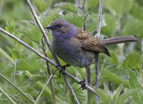 Dunnock