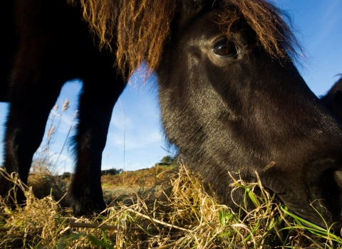 grazing pony