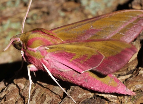 A pink and green elephant hawk moth on some bark 