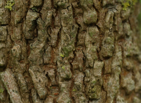 A close up photo of the bark of a mature English elm tree.