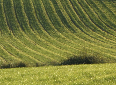 A field sloping steeply downwards. It may have been cut for silage and dark green lines of cut grass follow the curve of the slope. A field of uncut grass is in the foreground.