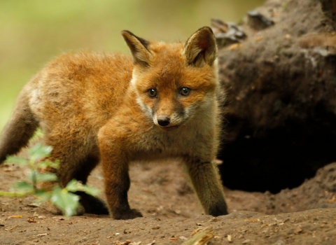 Fox cub