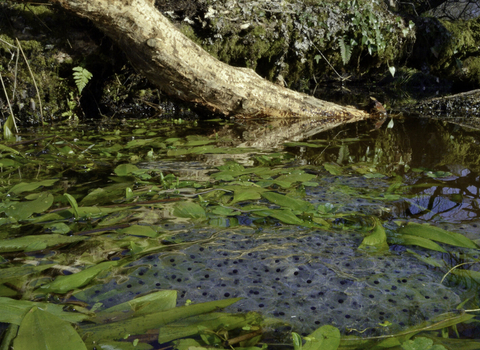 Frog spawn in a pond surrounded by aquatic plants