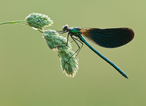 Beautiful demoiselle (Calopteryx virgo)