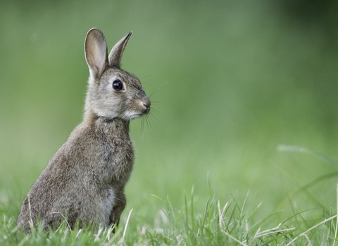 A rabbit sitting upright in the grass, ears forward.