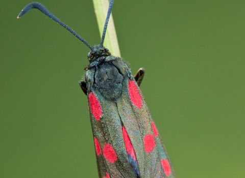 Six-spot Burnet Moth