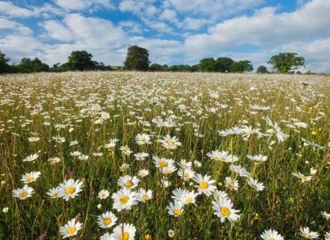 wildflower meadow