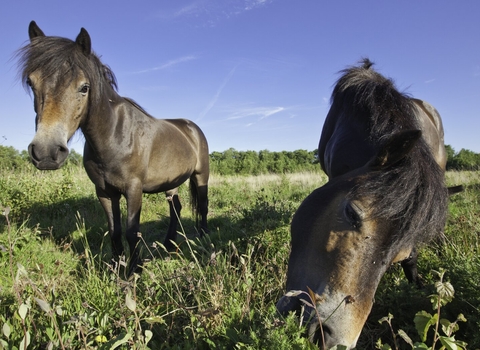 Exmoor ponies conservation grazing