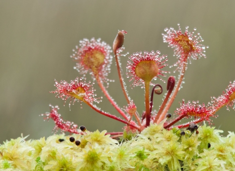 Round-leaved Sundew on Sphagnum Moss at Westhay Moor National Nature Reserve 