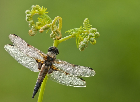 Four-spotted chaser dragonfly