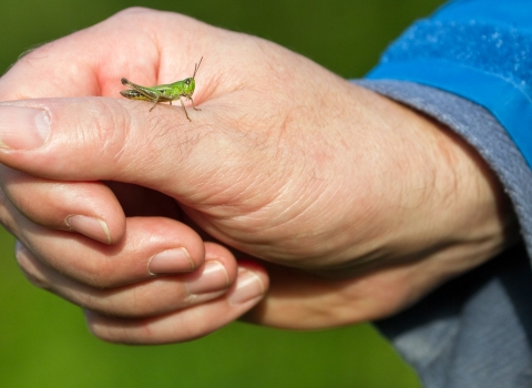 grasshopper on man's hand