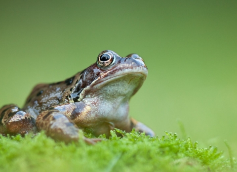Common frog at Catcott Lows, Somerset 