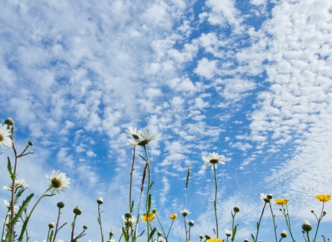 wildflower meadow