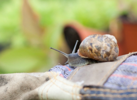 Snail on gardening gloves