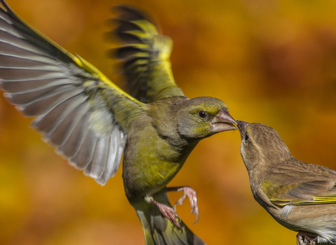 Greenfinches