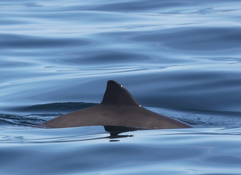 Harbour porpoise