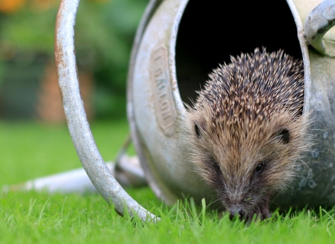 Hedgehog climbing out of a metal watering can in a garden