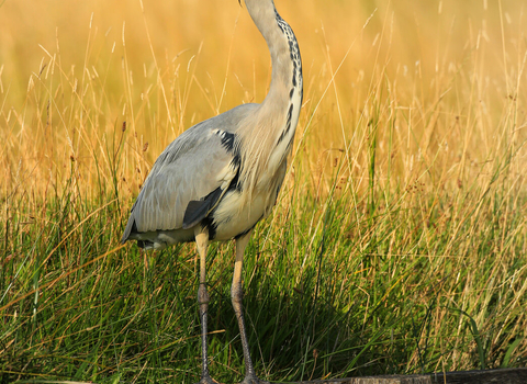 Grey heron