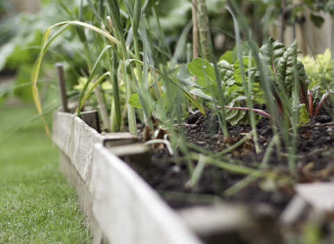 A raised bed in a garden with vegetables growing