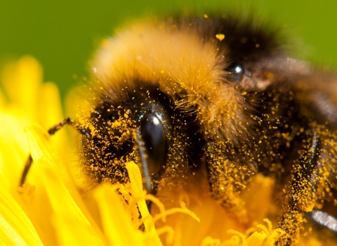 Bumblebee on dandelion