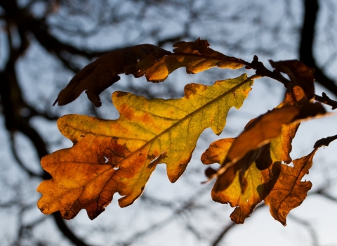 Autumn oak leaves