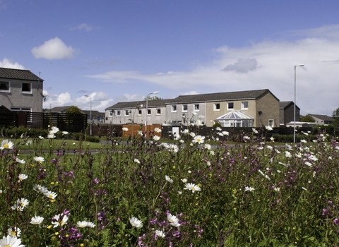 Houses with wildflowers