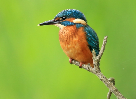 Kingfisher