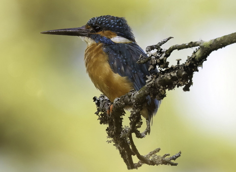Kingfisher