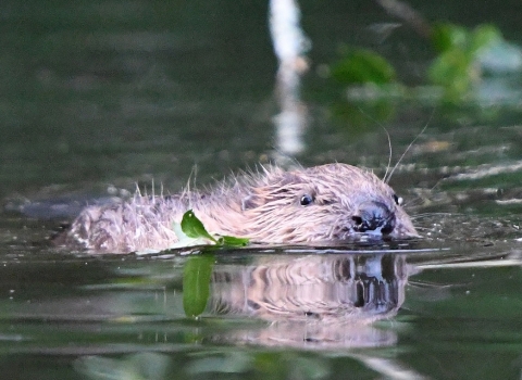 Beaver