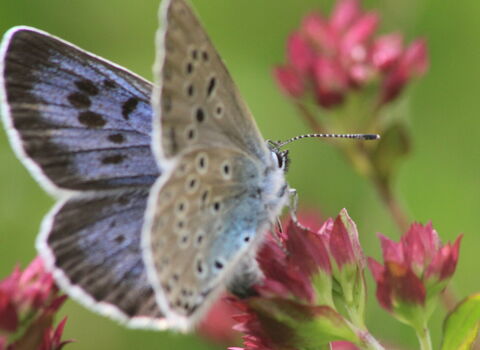 A Large Blue butterfly resting on a flower head. The blue top side of one wing with black spots and black edges is visible, in contrast to the underside of the other wing which shows light brown colouring with black spots ringed in white.