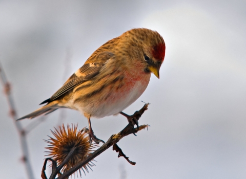 Lesser redpoll