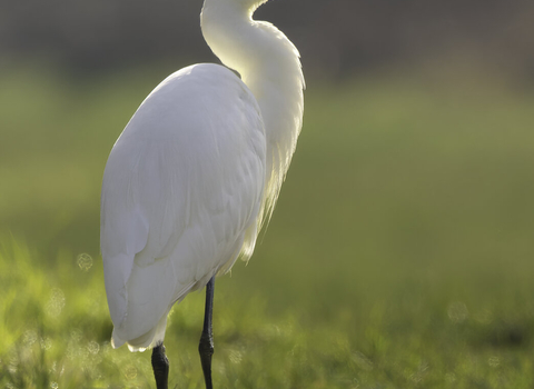 A little egret standing in grass in the sunshine