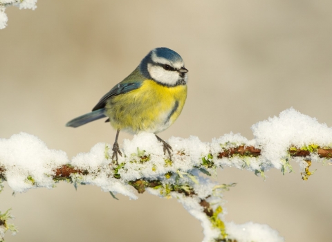 Blue tit in snow