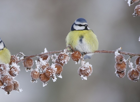 blue tits on icy tree branch